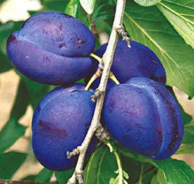 Bluefre slivka v kontajneri