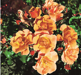 Cubana pôdopokryvná ruža