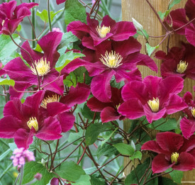 Plamienok Warzawska Nike