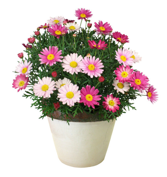 Chryzantémovka Pink Surprise (3)