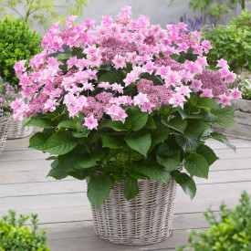 Hortenzia 'Doppio Rosa'