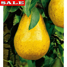 Williamsova hruška s voľným koreňom