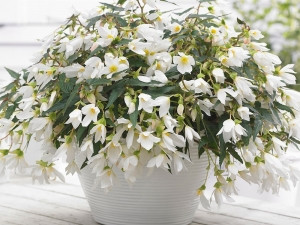 Begónia Beauvilia, biela (1)