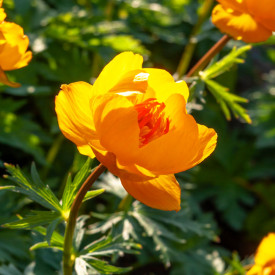 Žltohlav čínsky "Goldkönigin" (1)