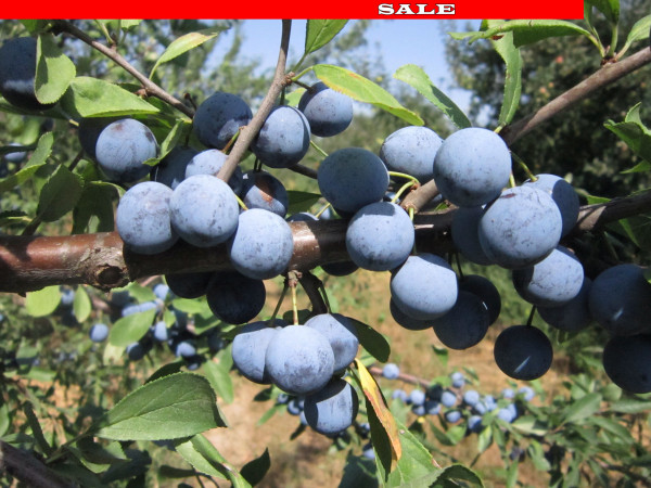 Slivka trnková s voľným koreňom