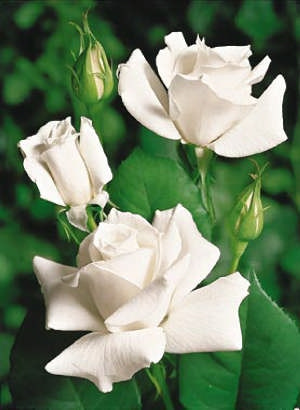 Čajová ruža White Star