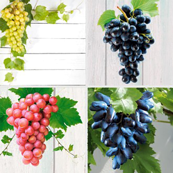 Stolové hrozná 1 Picurka, 1 Rosella, 1 King Ruby, 1 Suvenír