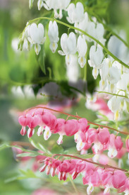 Srdcovka 1 biela + 1 ružová, hľuzy