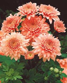 Shippi Apricot (3 ks)