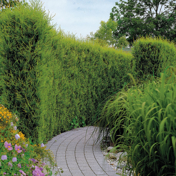 Cyprusovec leylandský 81/100 v kontajneri