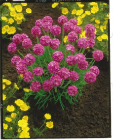 Trávnička prímorská (3)