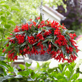 Begónia Beauvilia, červená (3)