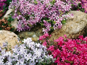 Flox šidlolistý, zmes farieb