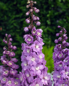 Stračonôžka ružová (1)