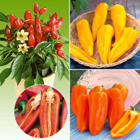 Midi Paprika zostava (3)