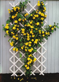 Royal Gold žltá popínavá ruža