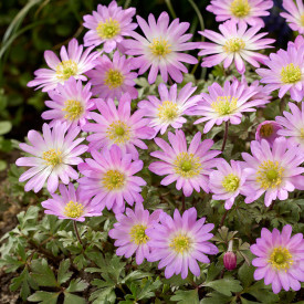 Veternica pôvabná „Pink Star“