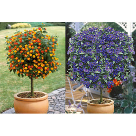 Lantana kmeňová, oranžová + Enciánový stromček modrý