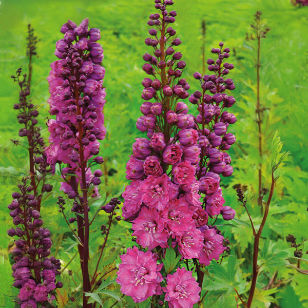 Stračonôžka Pink Empire (2)