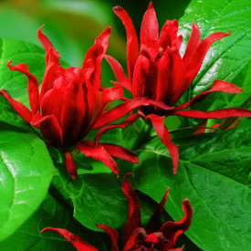 Kalykant floridský