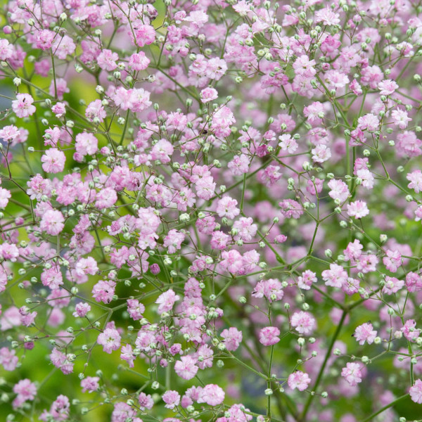 Gypsomilka metlinatá ružová.