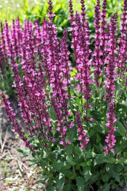 Šalvia hájna, ružová