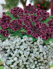 1 Aristo Black Beauty, väčší + 3 Snow Princess