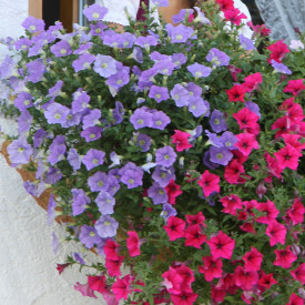 AlpeTunia Light Blue (3)
