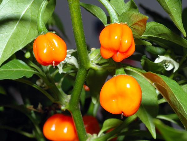 Habanero papričky, oranžové