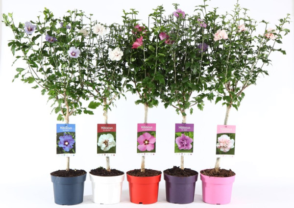 Ibištek kmeňový v rôznych farbách