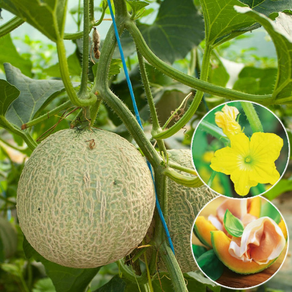Mini Honig melón
