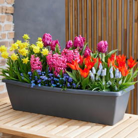 Jarné prebúdzanie, farebná zmes cibuľovín (25)