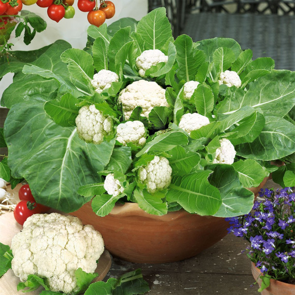 Multiflora mini karfiol (5)