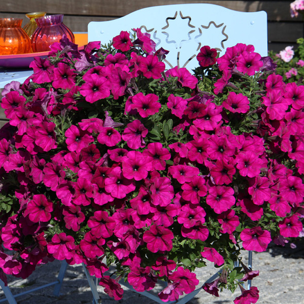 AlpeTunia Dark Purple (3)
