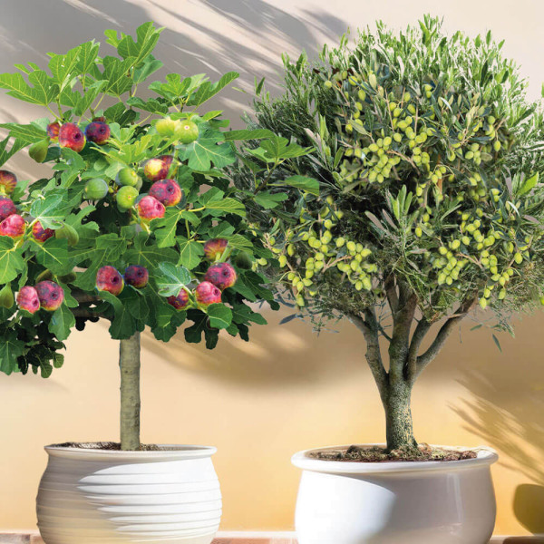 Sada: Olivovník Orvieto + Farebná Figa Viola kmeňová