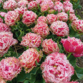 Tulipán Byron Bay (8)