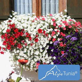 AlpeTunia White (3)