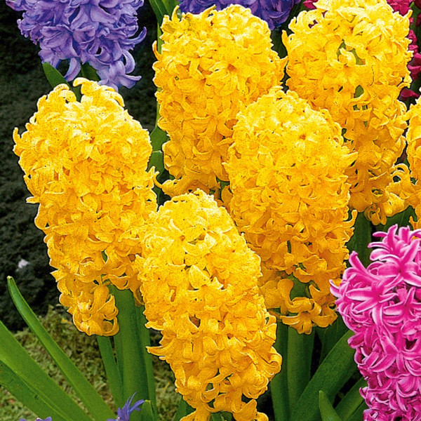 Voňavé hyacinty zlatožlté (3)