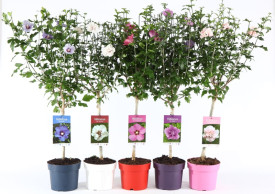 Ibištek kmeňový v rôznych farbách