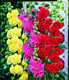 Topoľovka červená (1)