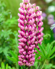 Lupina mnoholistá, ružová