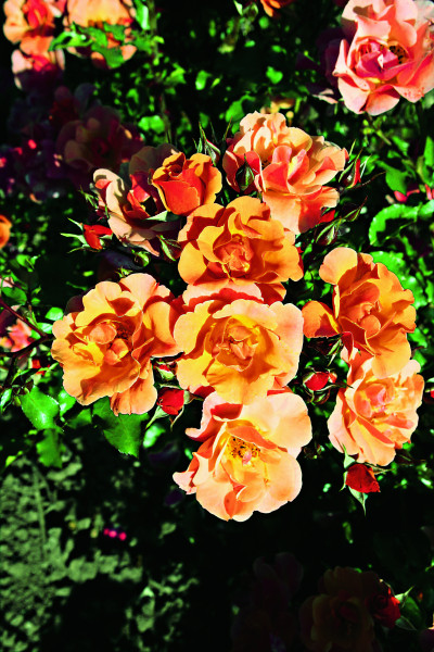 Cubana pôdopokryvná ruža