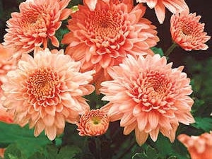 Chryzantéma 'Shippi Apricot'