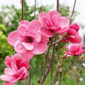Magnólia Watermelon