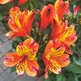 Alstromeria Indian Summer (1)
