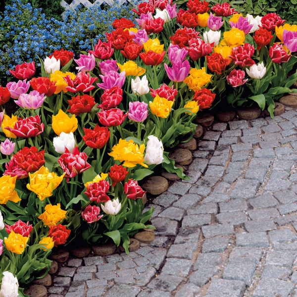 Plnokveté skoré tulipány (15)