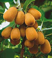 Samosprašné kivi Jenny, menšie