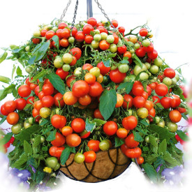 Balkonia previsnutá rajčina (2)