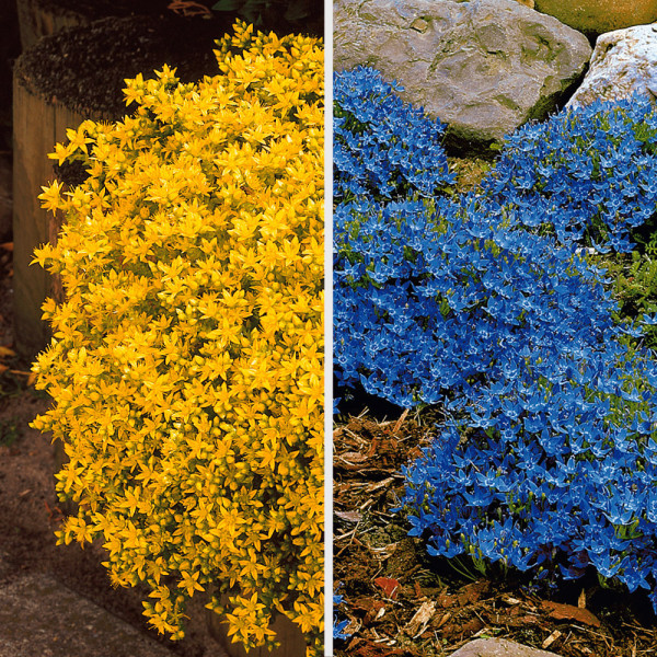 3 Rozchodník prudký + 3 Zvoček bolonský