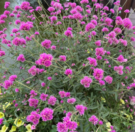 Gomfréna Truffula Pink